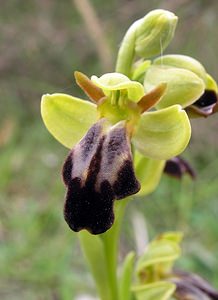 Ophrys fusca (Orchidaceae)  - Ophrys brun Aude [France] 23/04/2006 - 480m