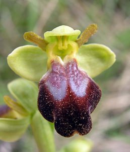 Ophrys fusca (Orchidaceae)  - Ophrys brun Aude [France] 28/04/2006 - 300m