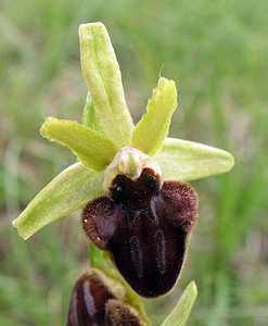 Ophrys incubacea (Orchidaceae)  - Ophrys noir, Ophrys de petite taille, Ophrys noirâtre Aude [France] 23/04/2006 - 490m