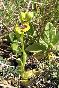 Ophrys lutea (Orchidaceae)  - Ophrys jaune Gard [France] 18/04/2006 - 70m