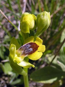 Ophrys lutea (Orchidaceae)  - Ophrys jaune Gard [France] 18/04/2006 - 70m