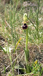 Ophrys passionis (Orchidaceae)  - Ophrys de la Passion Aude [France] 25/04/2006 - 150m