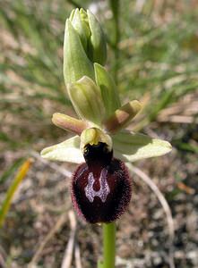 Ophrys passionis (Orchidaceae)  - Ophrys de la Passion Aude [France] 25/04/2006 - 150m