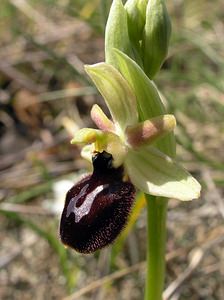 Ophrys passionis (Orchidaceae)  - Ophrys de la Passion Aude [France] 25/04/2006 - 150m