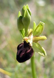 Ophrys passionis (Orchidaceae)  - Ophrys de la Passion Aude [France] 25/04/2006 - 150m