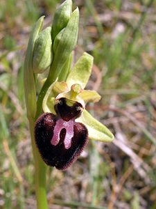 Ophrys passionis (Orchidaceae)  - Ophrys de la Passion Aude [France] 25/04/2006 - 150m