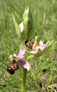 Ophrys scolopax (Orchidaceae)  - Ophrys bécasse Aude [France] 26/04/2006 - 610m