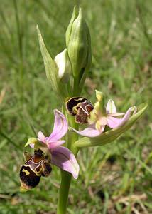 Ophrys scolopax (Orchidaceae)  - Ophrys bécasse Aude [France] 26/04/2006 - 610m