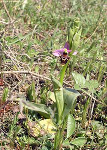 Ophrys scolopax (Orchidaceae)  - Ophrys bécasse Gard [France] 18/04/2006 - 100m