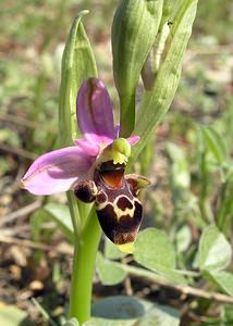 Ophrys scolopax (Orchidaceae)  - Ophrys bécasse Gard [France] 18/04/2006 - 100m