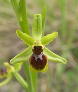 Ophrys virescens (Orchidaceae)  - Ophrys verdissant Pyrenees-Orientales [France] 23/04/2006 - 250m