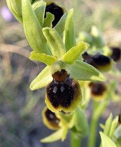 Ophrys virescens (Orchidaceae)  - Ophrys verdissant Herault [France] 18/04/2006 - 130m