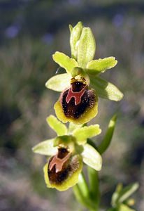 Ophrys virescens (Orchidaceae)  - Ophrys verdissant Herault [France] 18/04/2006 - 130m