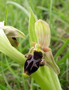 Ophrys x duvigneaudiana (Orchidaceae)  - Ophrys de DuvigneaudOphrys virescens x Ophrys scolopax. Aude [France] 23/04/2006 - 640m