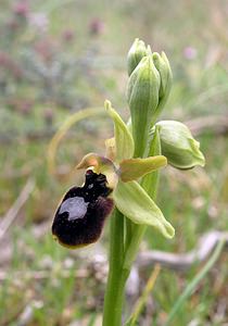 Ophrys x jacquetii (Orchidaceae)  - Ophrys de JacquetOphrys virescens x Ophrys magniflora. Aude [France] 22/04/2006 - 150m