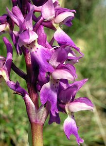 Orchis mascula (Orchidaceae)  - Orchis mâle - Early-purple Orchid Herault [France] 20/04/2006 - 620m