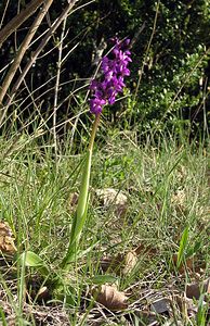 Orchis mascula (Orchidaceae)  - Orchis mâle - Early-purple Orchid Herault [France] 20/04/2006 - 540m