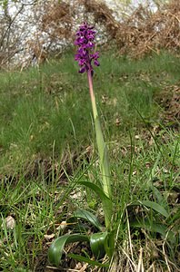 Orchis mascula (Orchidaceae)  - Orchis mâle - Early-purple Orchid Aude [France] 24/04/2006 - 970m