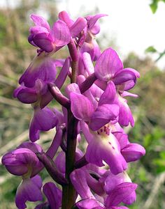Orchis mascula (Orchidaceae)  - Orchis mâle - Early-purple Orchid Aude [France] 24/04/2006 - 970m