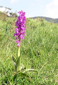 Orchis mascula (Orchidaceae)  - Orchis mâle - Early-purple Orchid Aude [France] 26/04/2006 - 600m