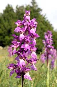 Orchis mascula (Orchidaceae)  - Orchis mâle - Early-purple Orchid Aude [France] 26/04/2006 - 780m