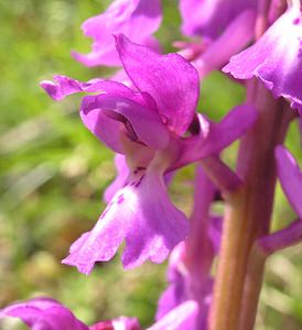 Orchis mascula (Orchidaceae)  - Orchis mâle - Early-purple Orchid Cantal [France] 30/04/2006 - 650m