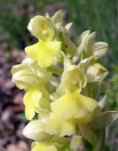 Orchis pallens (Orchidaceae)  - Orchis pâle - Pale-flowered Orchid Aude [France] 24/04/2006 - 970m