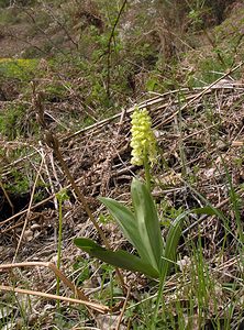 Orchis pallens (Orchidaceae)  - Orchis pâle - Pale-flowered Orchid Aude [France] 24/04/2006 - 970m