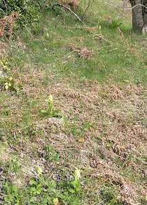 Orchis pallens (Orchidaceae)  - Orchis pâle - Pale-flowered Orchid Aude [France] 24/04/2006 - 960m