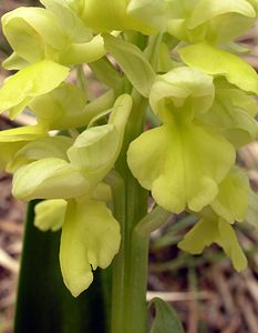 Orchis pallens (Orchidaceae)  - Orchis pâle - Pale-flowered Orchid Aude [France] 24/04/2006 - 1010m