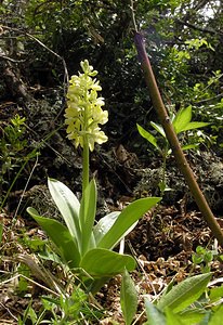 Orchis pallens (Orchidaceae)  - Orchis pâle - Pale-flowered Orchid Aude [France] 24/04/2006 - 1040m