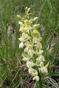 Orchis provincialis (Orchidaceae)  - Orchis de Provence Aude [France] 23/04/2006 - 640m