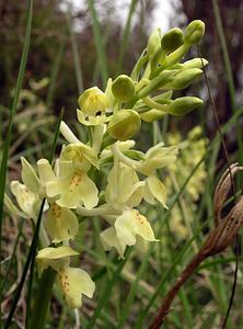 Orchis provincialis (Orchidaceae)  - Orchis de Provence Aude [France] 23/04/2006 - 640m