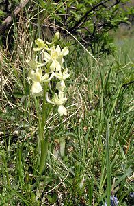 Orchis provincialis (Orchidaceae)  - Orchis de Provence Aude [France] 26/04/2006 - 590m
