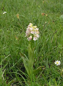Orchis purpurea (Orchidaceae)  - Orchis pourpre, Grivollée, Orchis casque, Orchis brun - Lady Orchid Aude [France] 23/04/2006 - 630m