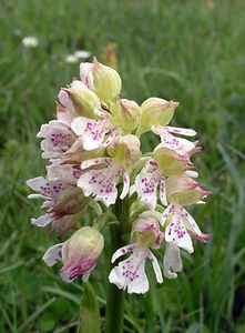 Orchis purpurea (Orchidaceae)  - Orchis pourpre, Grivollée, Orchis casque, Orchis brun - Lady Orchid Aude [France] 23/04/2006 - 630m