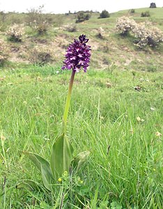 Orchis purpurea (Orchidaceae)  - Orchis pourpre, Grivollée, Orchis casque, Orchis brun - Lady Orchid Aude [France] 23/04/2006 - 630m