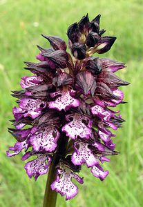 Orchis purpurea (Orchidaceae)  - Orchis pourpre, Grivollée, Orchis casque, Orchis brun - Lady Orchid Aude [France] 23/04/2006 - 630m