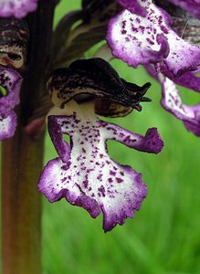 Orchis purpurea (Orchidaceae)  - Orchis pourpre, Grivollée, Orchis casque, Orchis brun - Lady Orchid Aude [France] 23/04/2006 - 630m
