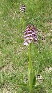 Orchis purpurea (Orchidaceae)  - Orchis pourpre, Grivollée, Orchis casque, Orchis brun - Lady Orchid Aude [France] 26/04/2006 - 610m
