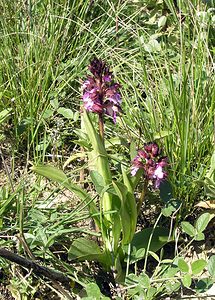 Orchis purpurea (Orchidaceae)  - Orchis pourpre, Grivollée, Orchis casque, Orchis brun - Lady Orchid Gard [France] 18/04/2006 - 70m