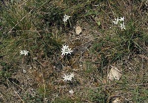 Ornithogalum orthophyllum (Asparagaceae)  - Ornithogale à feuilles droites Aude [France] 25/04/2006 - 150m