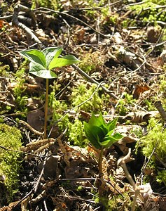 Paris quadrifolia (Melanthiaceae)  - Parisette à quatre feuilles, Étrangle-loup - Herb-Paris Marne [France] 08/04/2006 - 170mla plante pr?sente habituellement 4 feuilles, parfois 5, rarement plus.