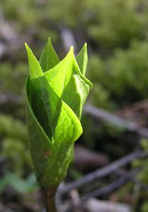 Paris quadrifolia (Melanthiaceae)  - Parisette à quatre feuilles, Étrangle-loup - Herb-Paris Marne [France] 08/04/2006 - 180m