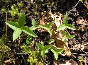 Paris quadrifolia (Melanthiaceae)  - Parisette à quatre feuilles, Étrangle-loup - Herb-Paris Marne [France] 08/04/2006 - 180mla plante pr?sente habituellement 4 feuilles, parfois 5, rarement plus. Ici plusieurs jeunes sujets ? seulement 3 feuilles.