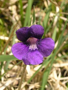 Pinguicula grandiflora (Lentibulariaceae)  - Grassette à grandes fleurs - Large-flowered Butterwort Ariege [France] 29/04/2006 - 710m