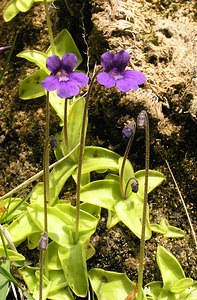 Pinguicula grandiflora (Lentibulariaceae)  - Grassette à grandes fleurs - Large-flowered Butterwort Ariege [France] 29/04/2006 - 710m