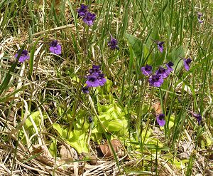 Pinguicula grandiflora (Lentibulariaceae)  - Grassette à grandes fleurs - Large-flowered Butterwort Ariege [France] 29/04/2006 - 710m