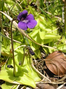 Pinguicula grandiflora (Lentibulariaceae)  - Grassette à grandes fleurs - Large-flowered Butterwort Ariege [France] 29/04/2006 - 710m