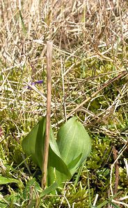 Platanthera chlorantha (Orchidaceae)  - Platanthère à fleurs verdâtres, Orchis vert, Orchis verdâtre, Plalatanthère des montagnes, Platanthère verdâtre - Greater Butterfly-orchid Pas-de-Calais [France] 01/04/2006 - 100m